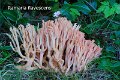 Ramaria flavescens-amf2132